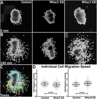 Corrigendum: Wolf-Hirschhorn Syndrome-Associated Genes Are Enriched in Motile Neural Crest Cells and Affect Craniofacial Development in Xenopus laevis